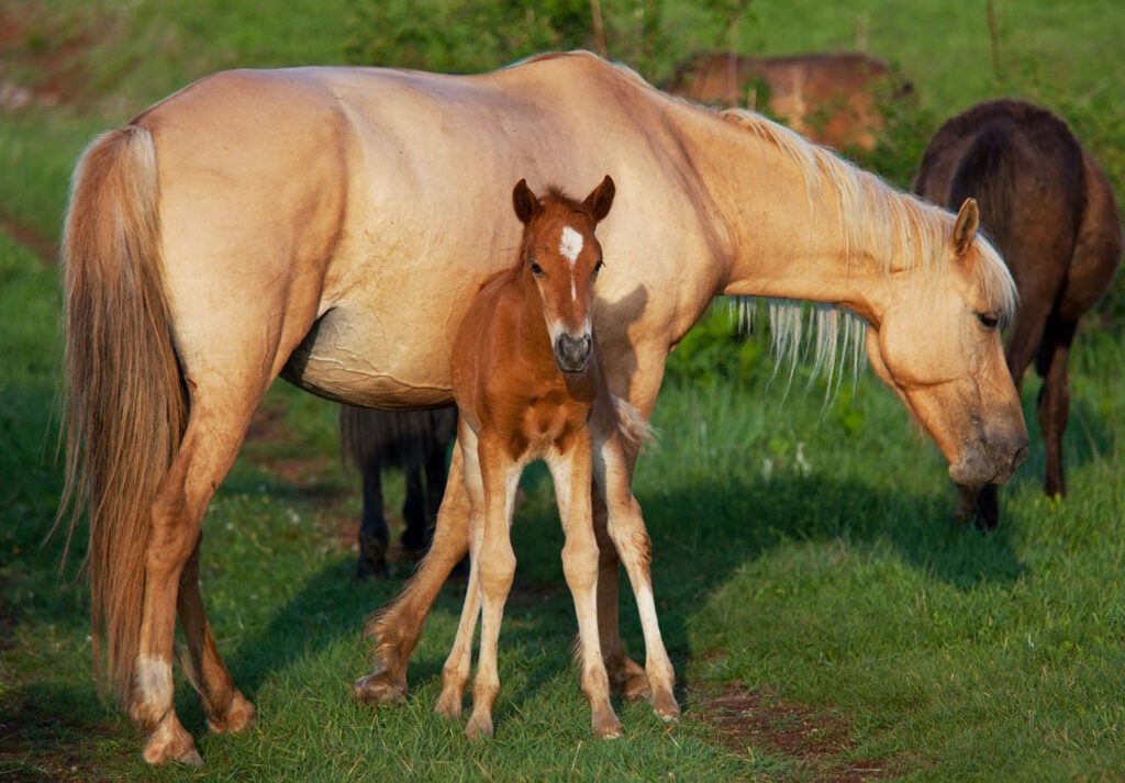 Horse mother and her horse child