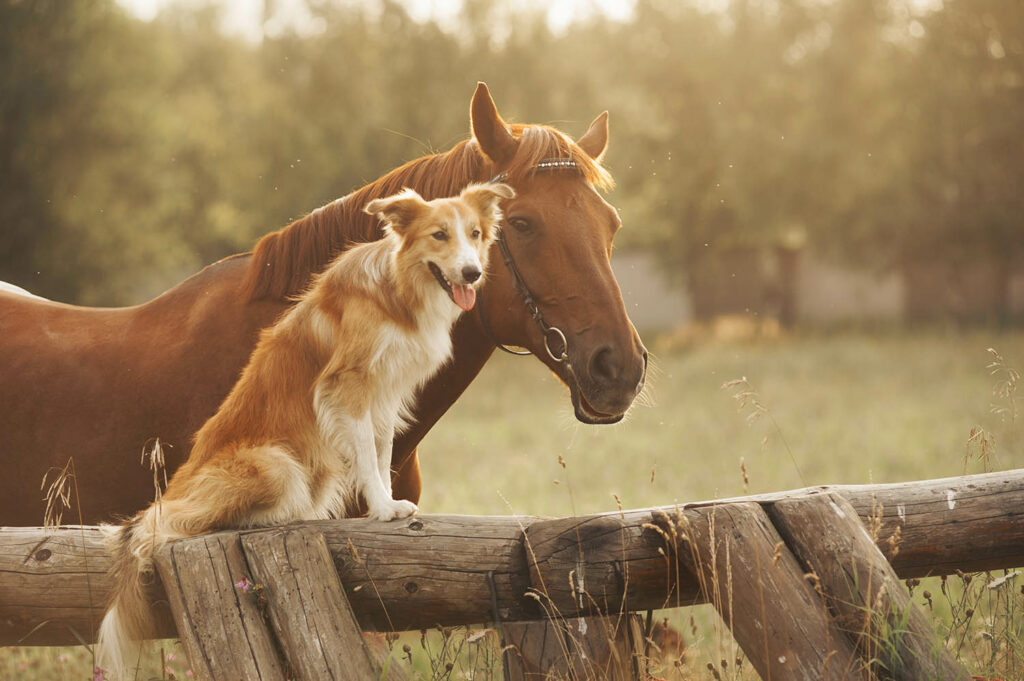 Horse and dog